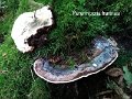 Perenniporia fraxinea-amf1538-1